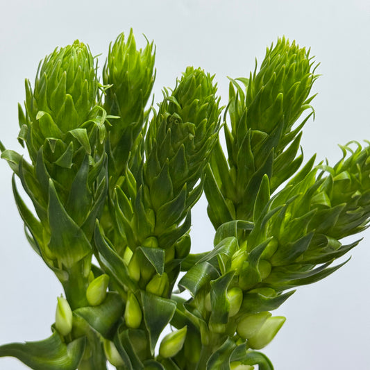 Ornithogalum Dubium 圣心百合