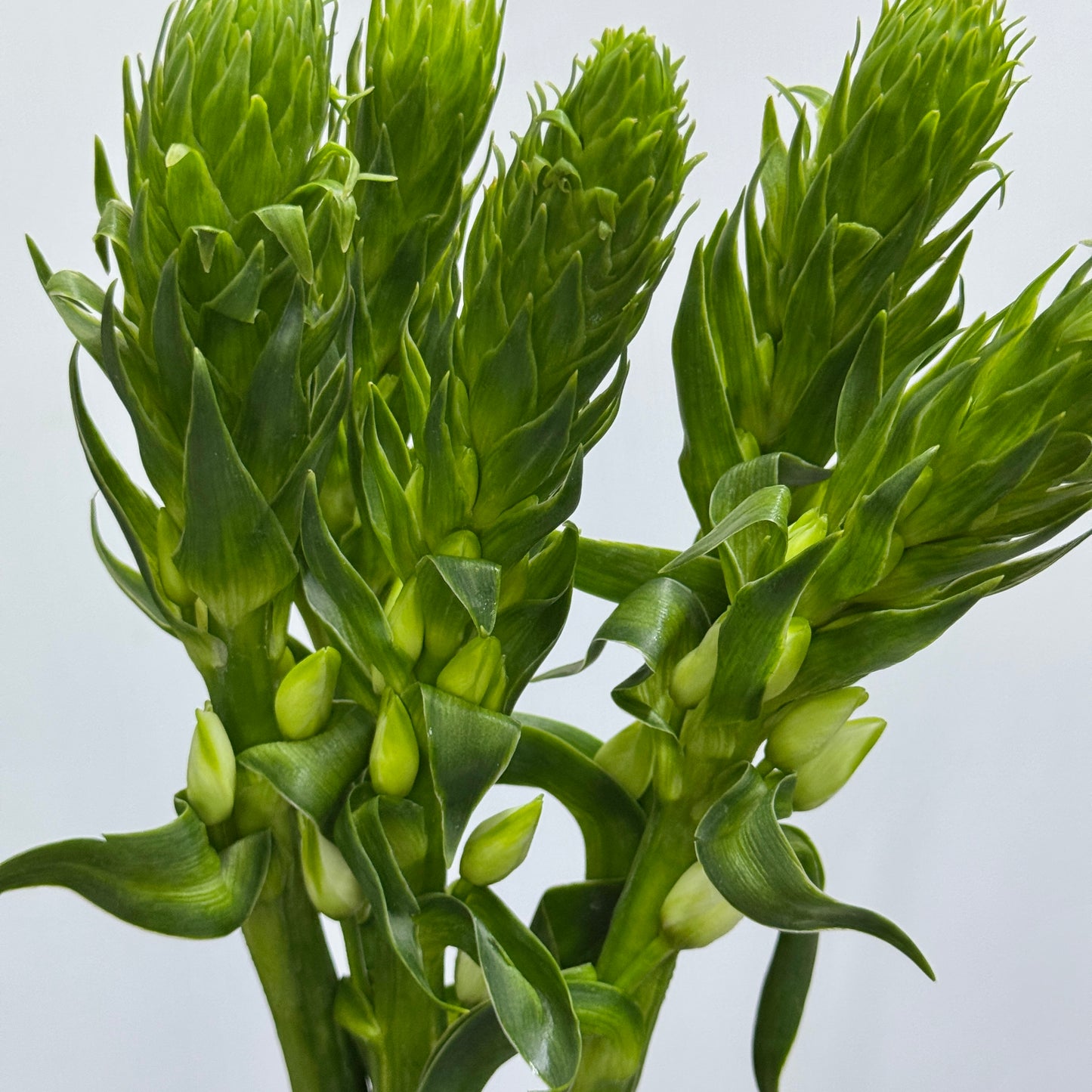 Ornithogalum Dubium 圣心百合
