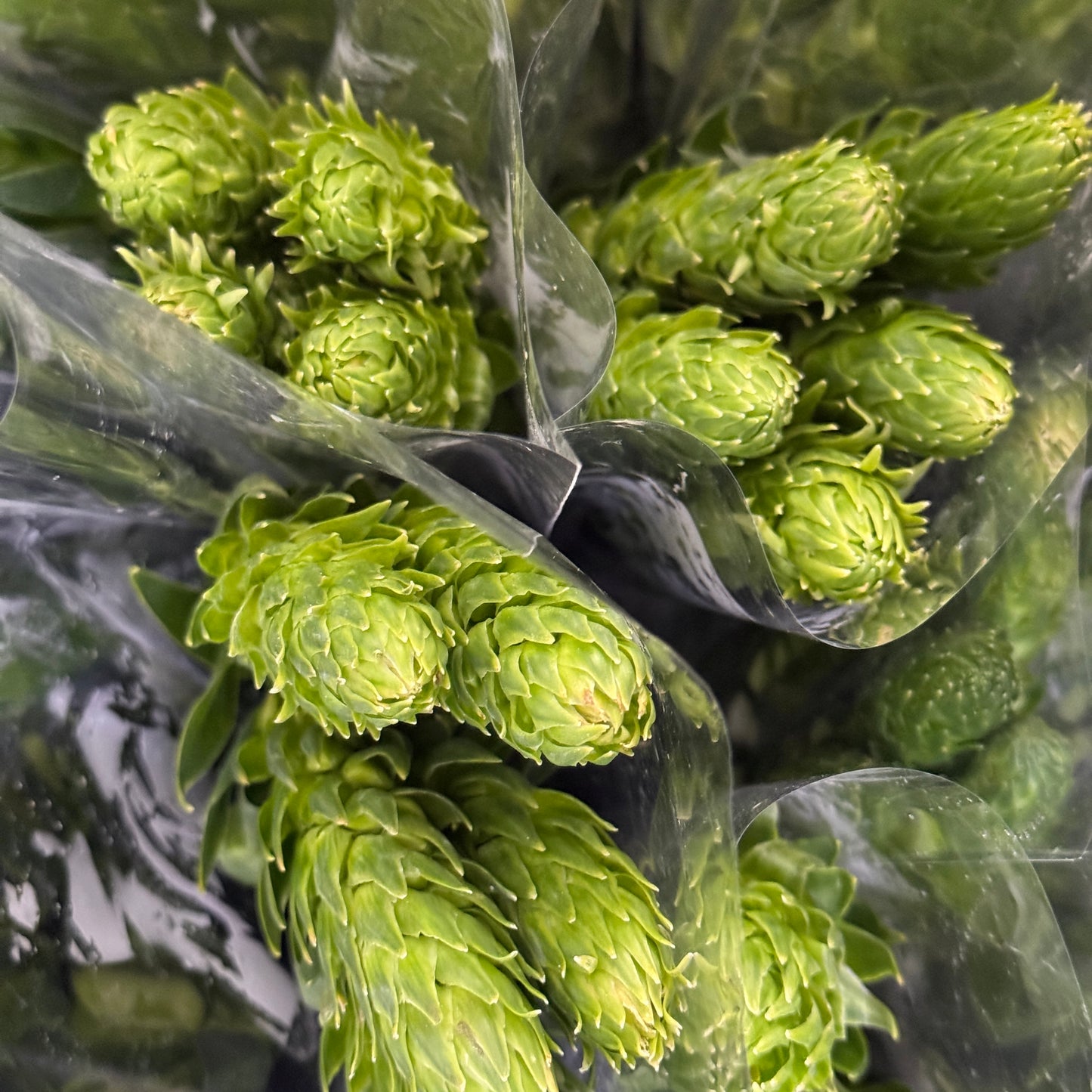 Ornithogalum Dubium 圣心百合