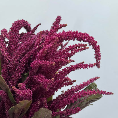 Amaranthus Straight 直米 - Red