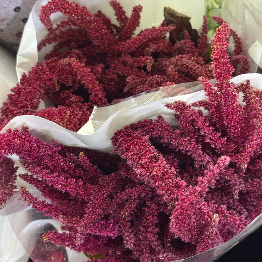 Amaranthus Straight 直米 - Red