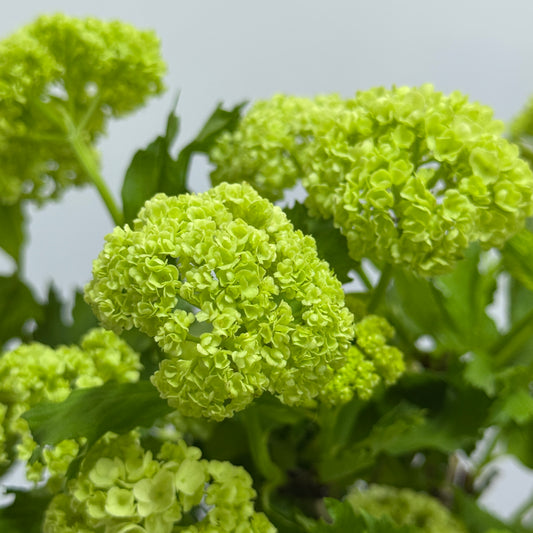 Viburnum Green 木绣球