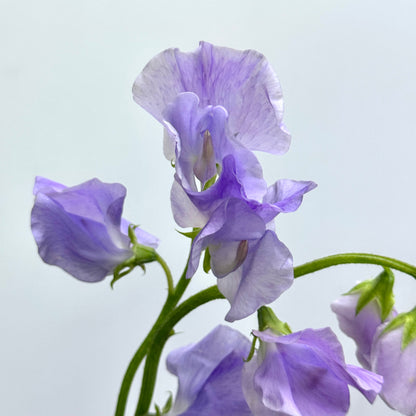 Sweet Pea - Purple