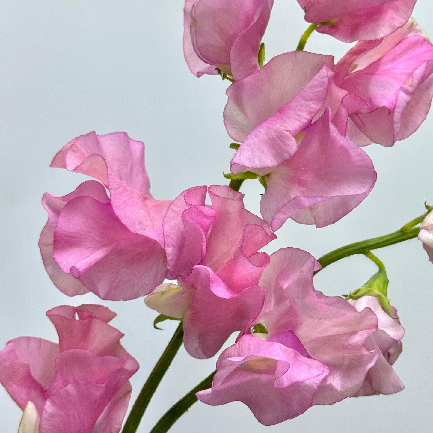 Sweet Pea - Pink