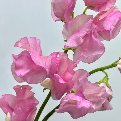 Sweet Pea - Pink