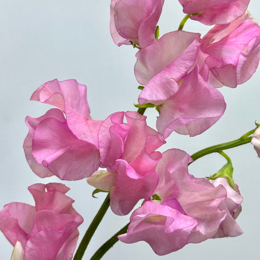 Sweet Pea - Pink