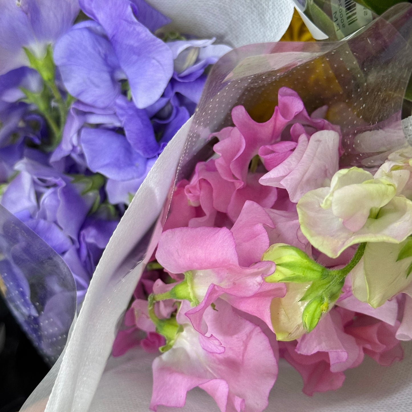 Sweet Pea - Purple