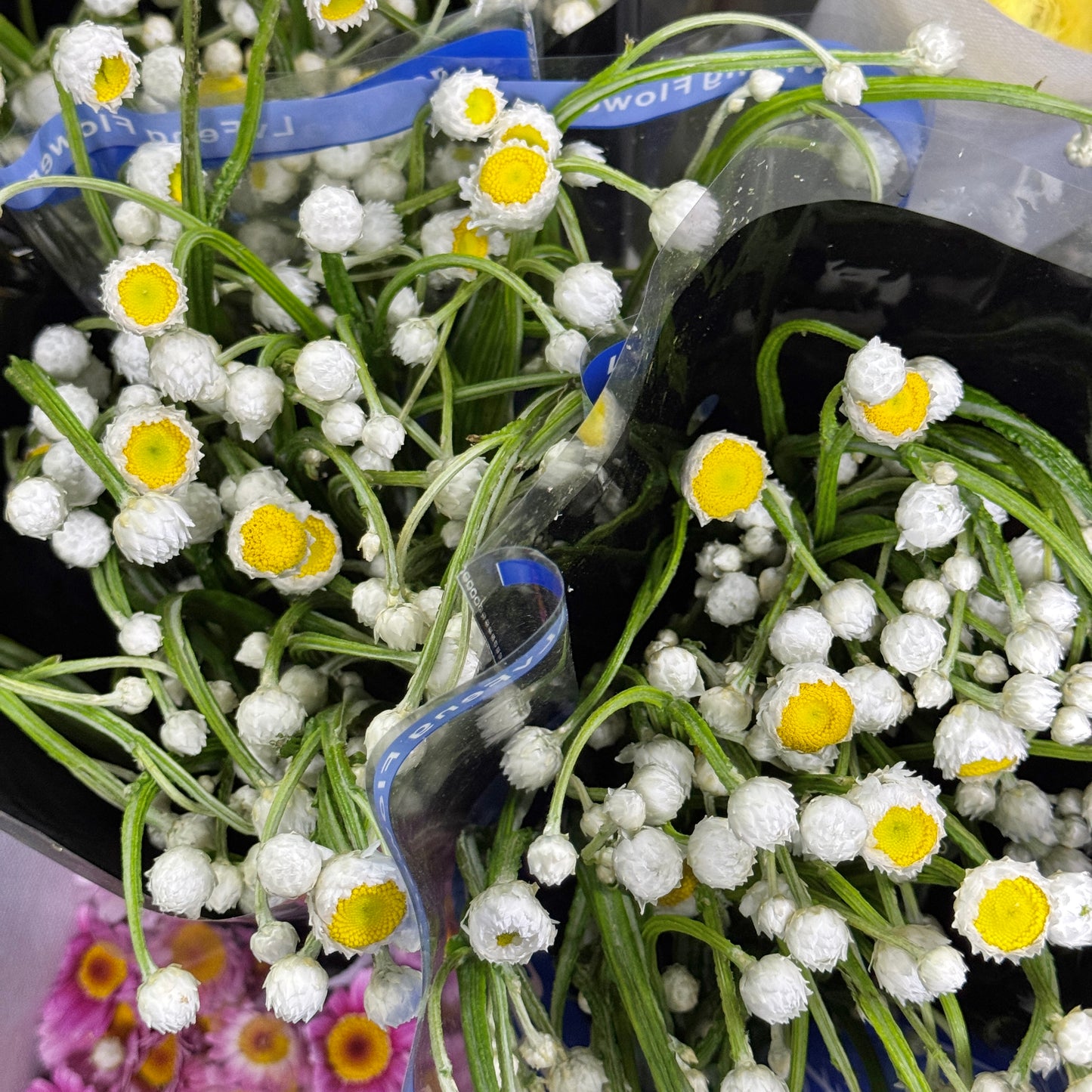 Ammobium Alatum 银包菊