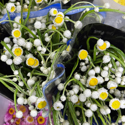 Ammobium Alatum 银包菊