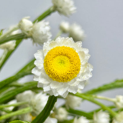 Ammobium Alatum 银包菊