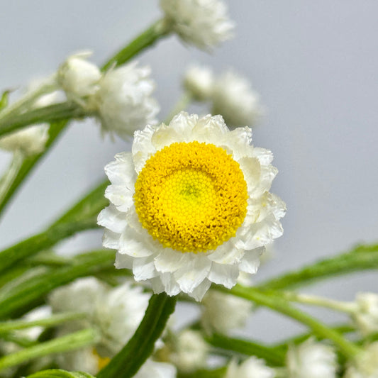 Ammobium Alatum 银包菊