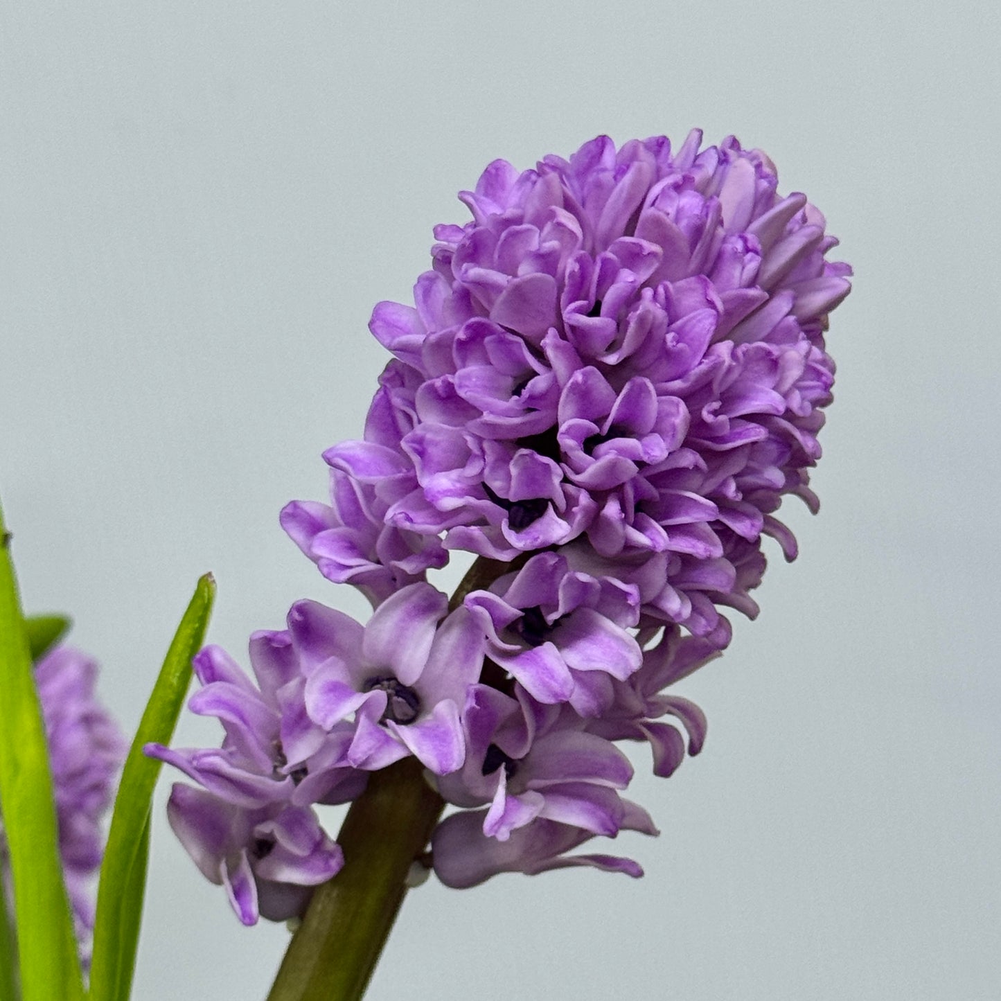 Hyacinthus - Lilac