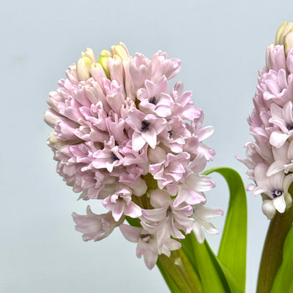 Hyacinthus - Pink