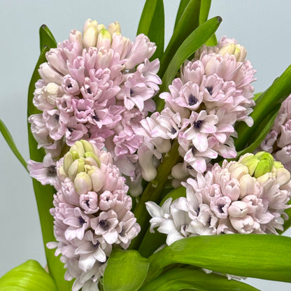 Hyacinthus - Pink