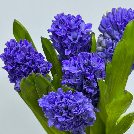 Hyacinthus - Purple