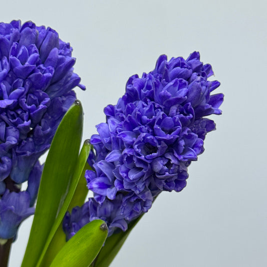 Hyacinthus - Purple