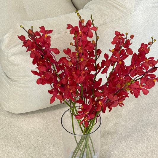 Orchid Mokara 50-54cm - Red BL
