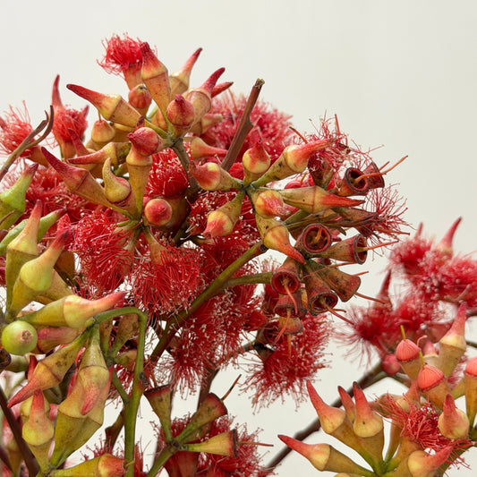 Eucalyptus Fruit - Red Flowering Gum