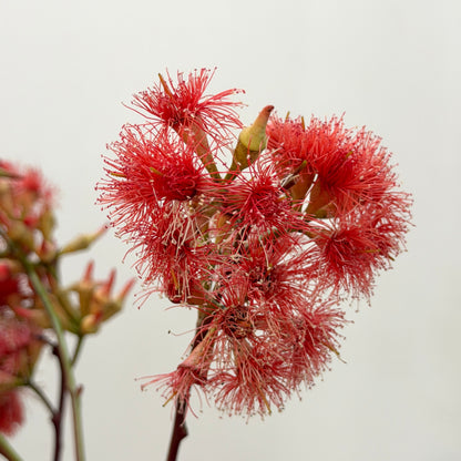 Eucalyptus Fruit - Red Flowering Gum