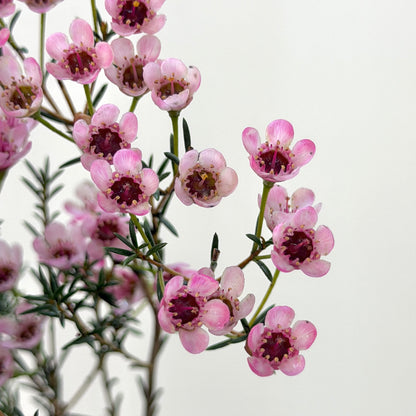 Wax Flower - Light Pink