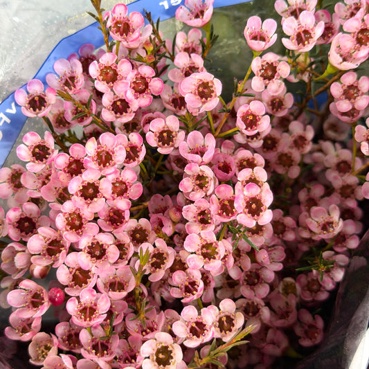 Wax Flower - Light Pink