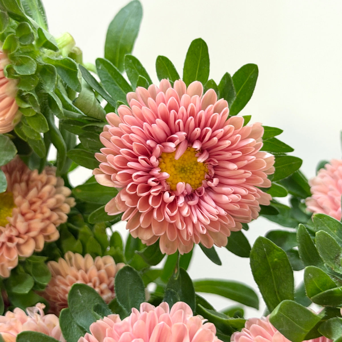 Aster - Champagne