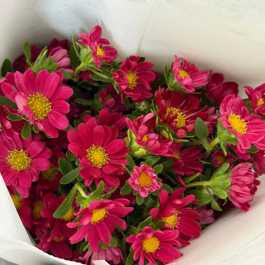 Hana - Cherry Pink
