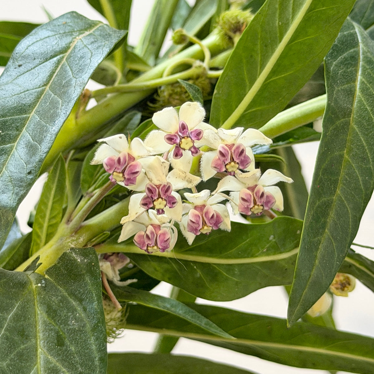 Gomphocarpus Physocarpus 唐棉