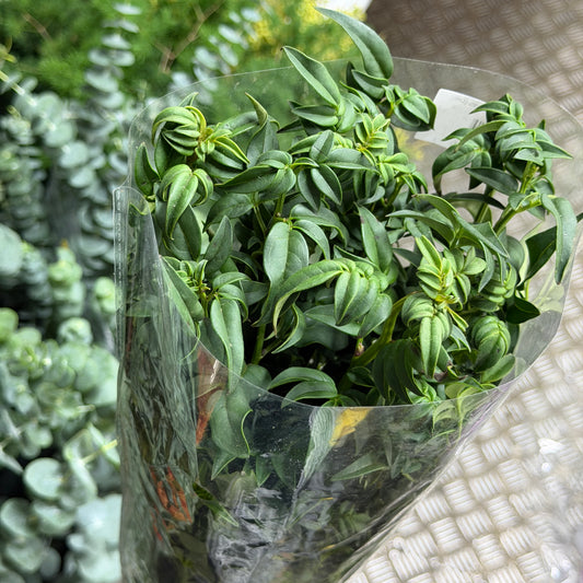 Nine Star Leaves