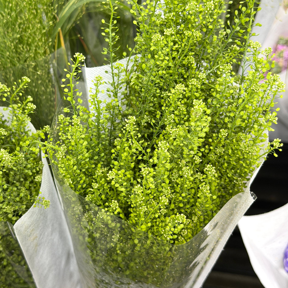 Thlaspi Green Bell