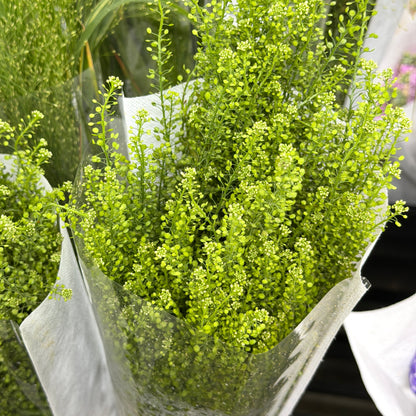 Thlaspi Green Bell