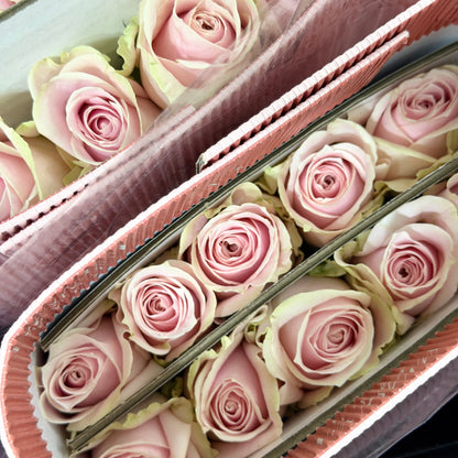 Rose - Pink Avalanche 粉雪山