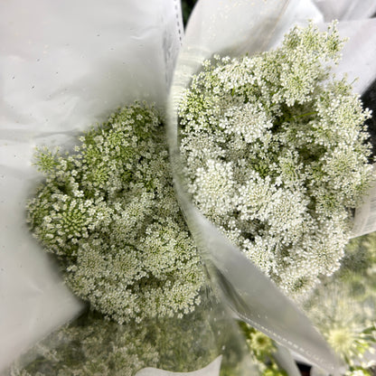 Ammi Majus - White