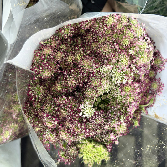 Ammi Majus - Red
