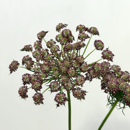 Ammi Majus - Red