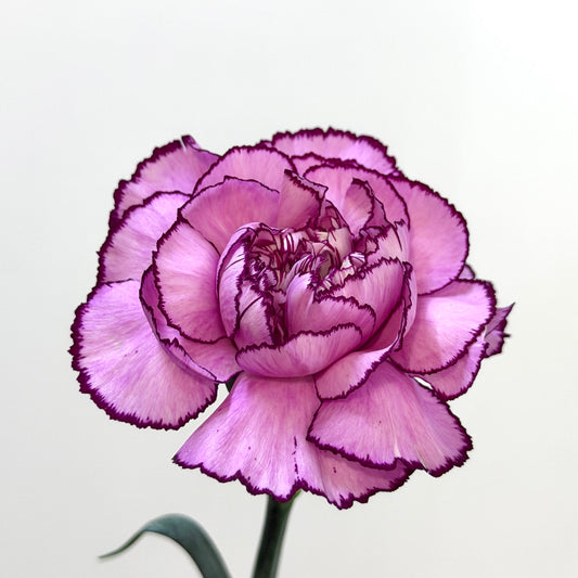 Carnation - Zixia Fairy 紫霞仙子