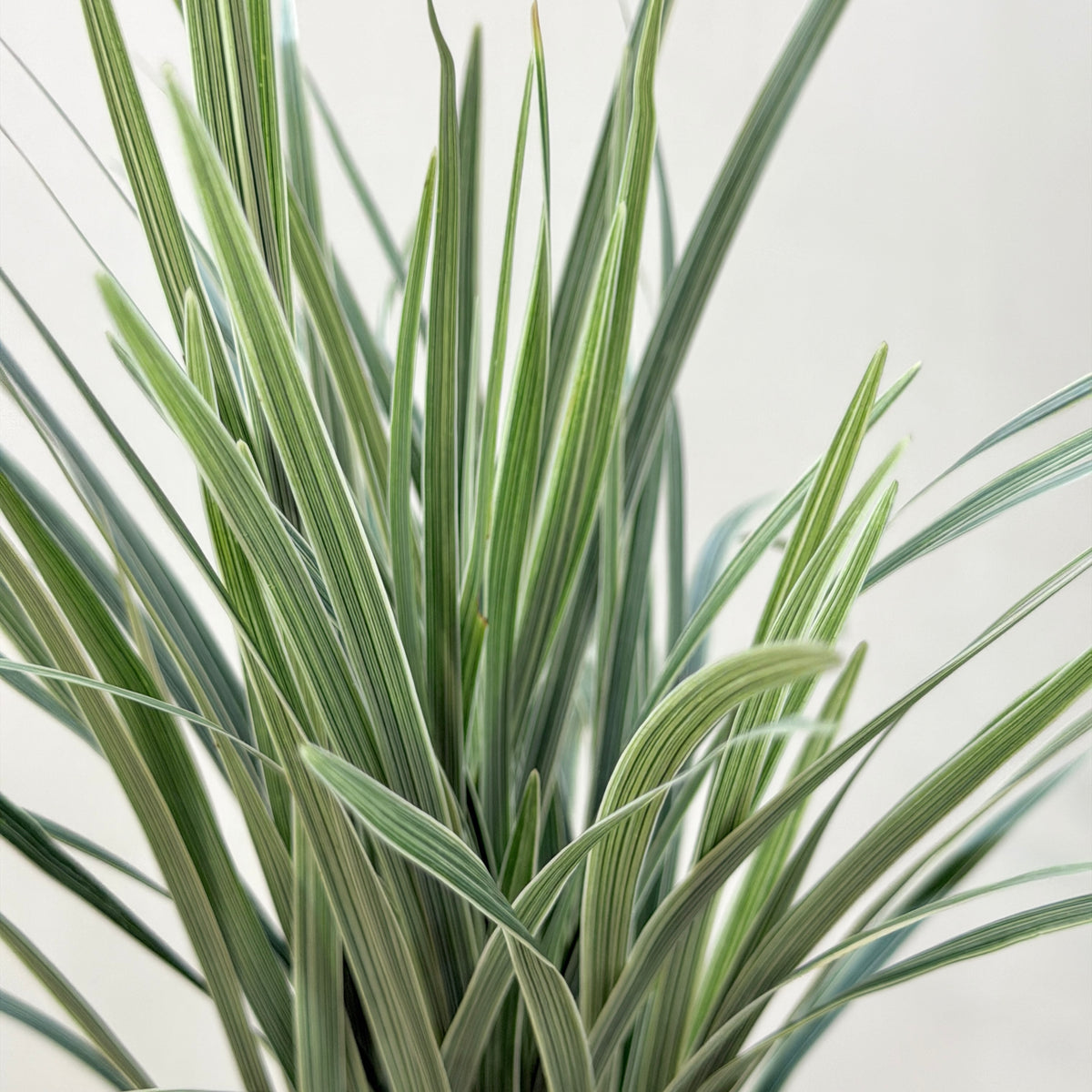 Beargrass 春兰叶 - White