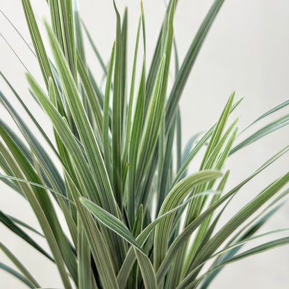 Beargrass 春兰叶 - White