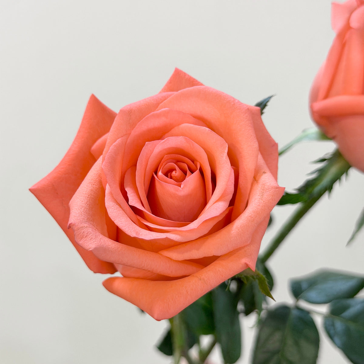 Rose - Movie Star 影星