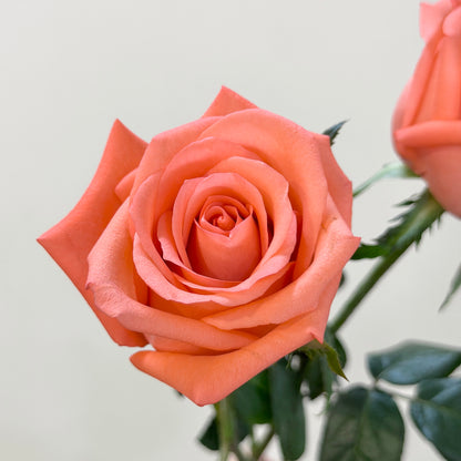 Rose - Movie Star 影星