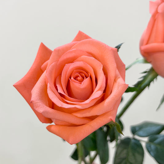 Rose - Movie Star 影星