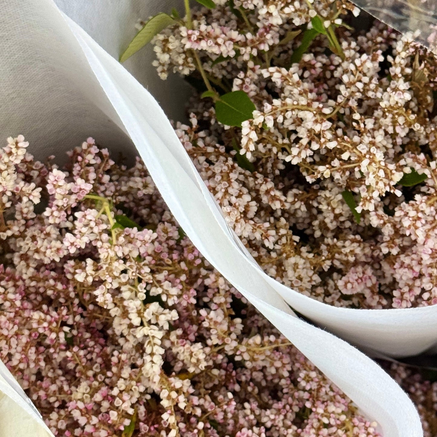Polygonaceae 繁星