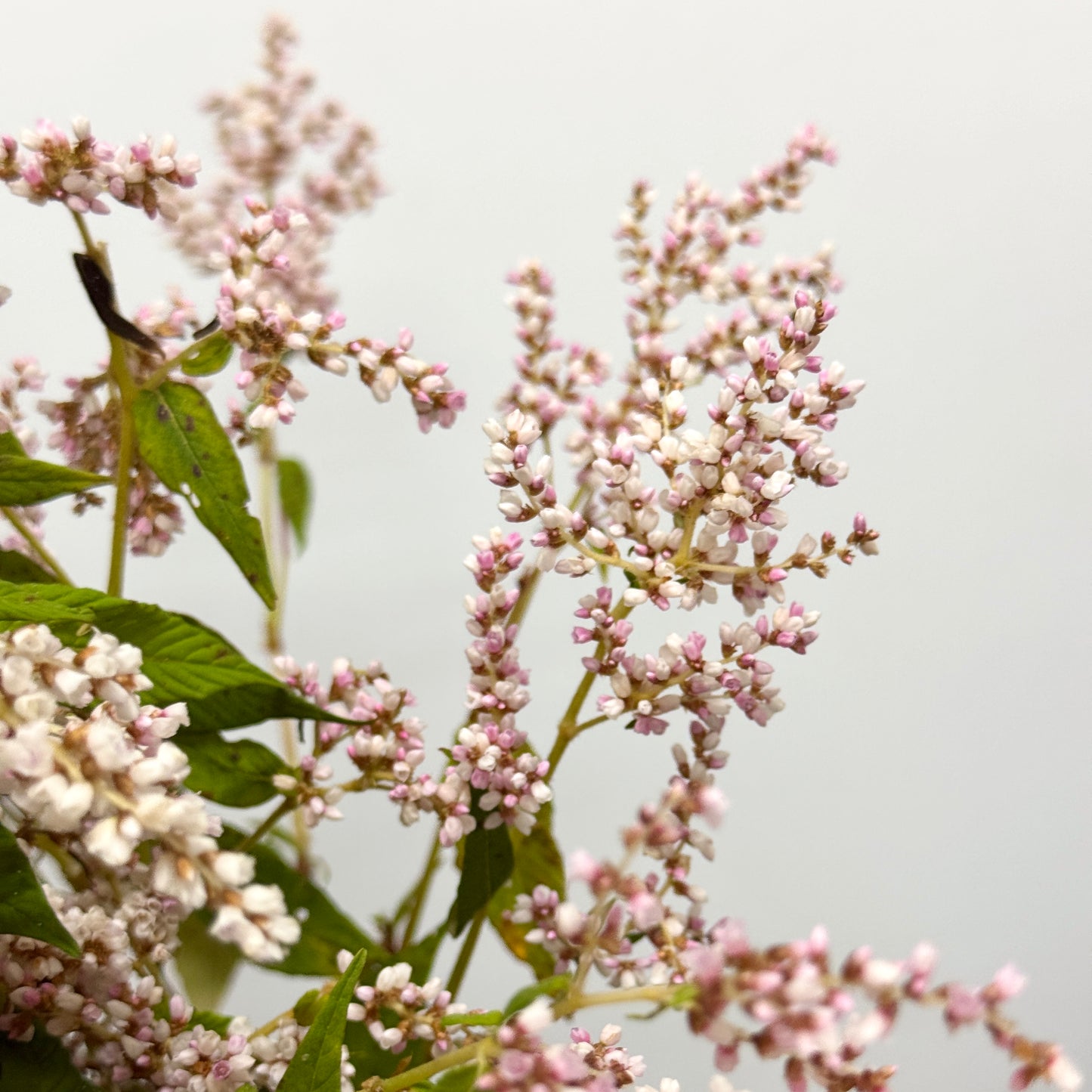 Polygonaceae 繁星