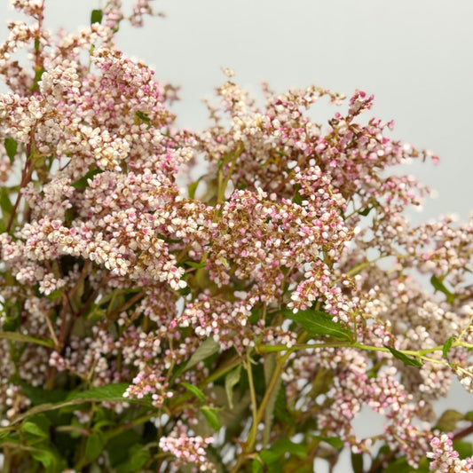 Polygonaceae 繁星
