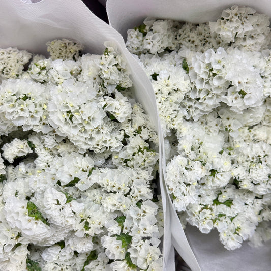 Statice - White