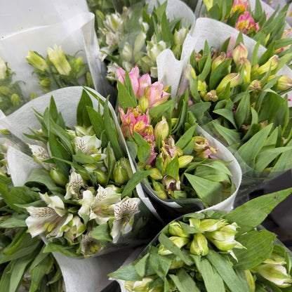 Alstroemeria - Pink