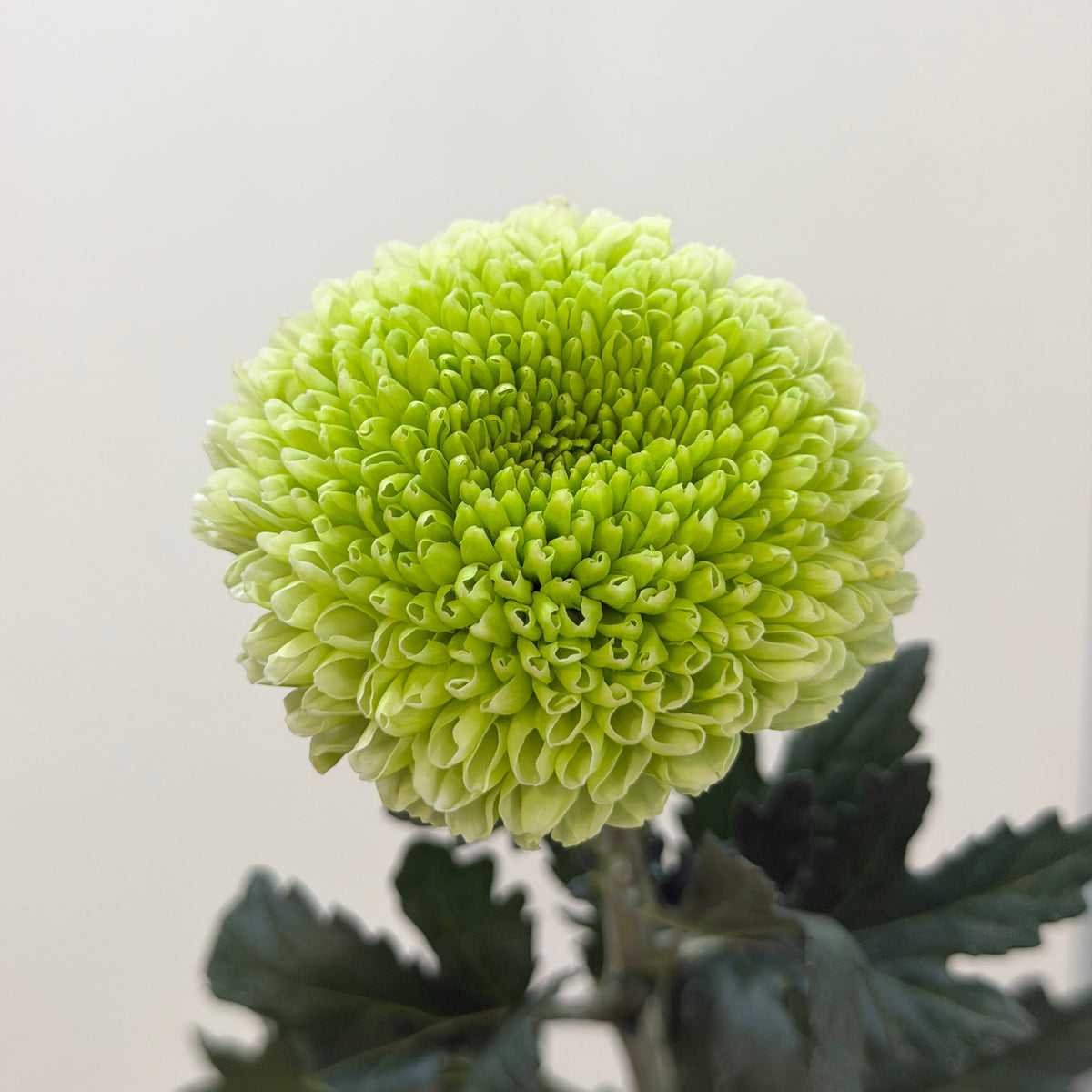 Ping Pong Chrysanthemum - Light Green