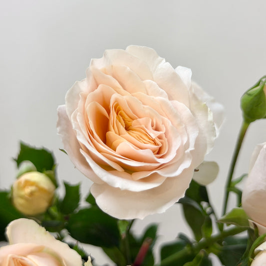 Rose Spray - Mango Cheese 香芒起司