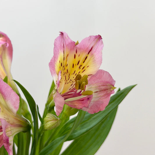 Alstroemeria - Pink