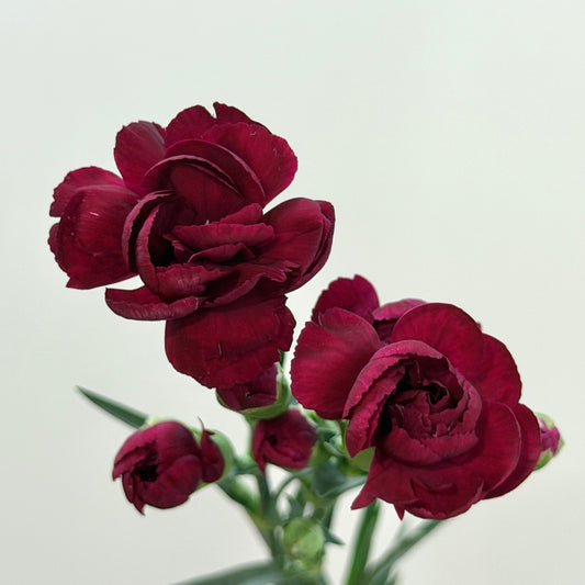 Carnation Spray - Maroon 黑珍珠